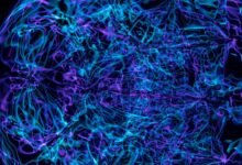 stellar neural pulse technology